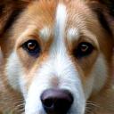 Aisha's senior dog, Buster.